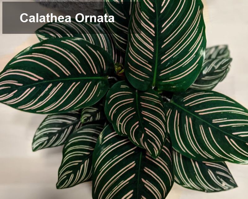 types of calathea