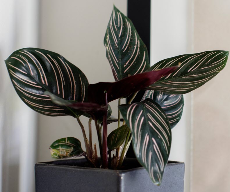 types of calathea