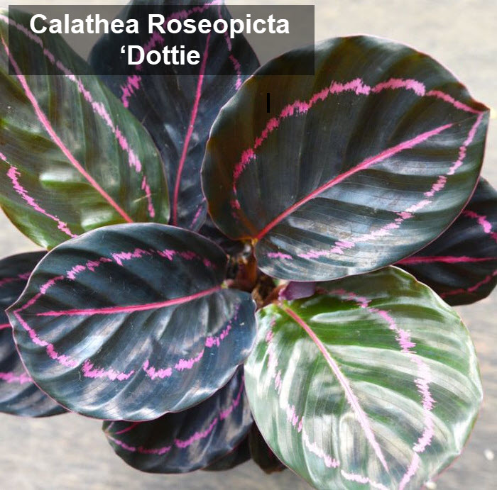 types of calathea