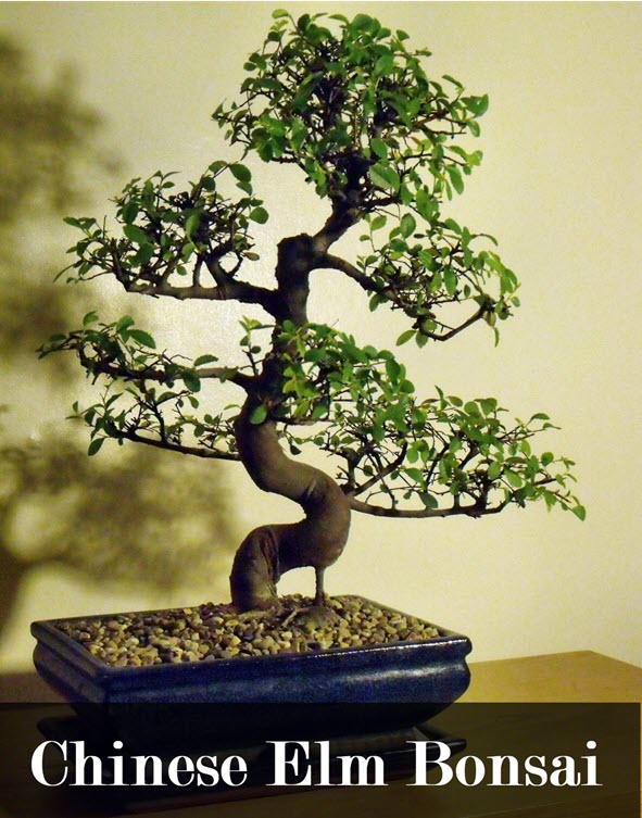 types of indoor bonsai trees