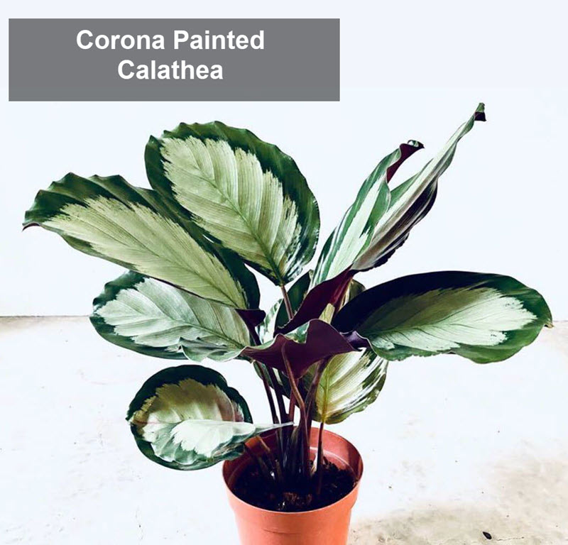 types of calathea