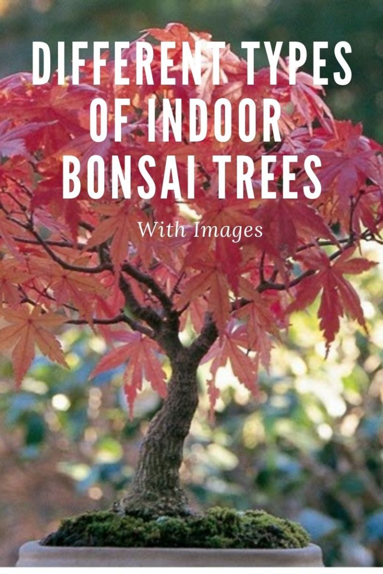 10 Different Types Of Indoor Bonsai Trees With Images