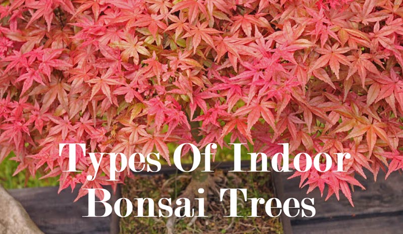 types of indoor bonsai trees