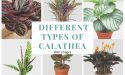11 Different Types of Calathea With Images