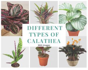 types of calathea