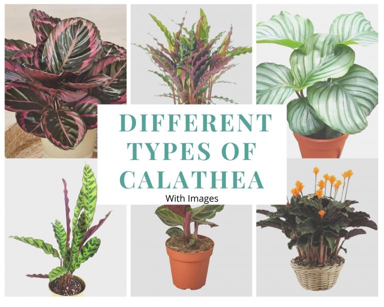 11 Different Types of Calathea With Images