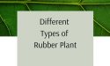 10 Different Types of Rubber Plant with Images
