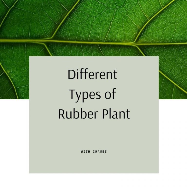 10 Different Types of Rubber Plant with Images