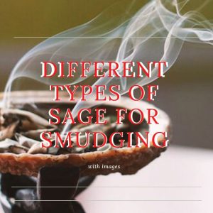 Types of Sage for Smudging