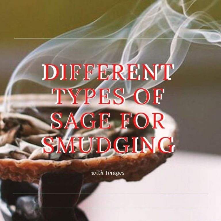5 Different Types of Sage for Smudging with Images