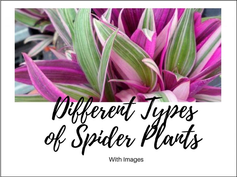 9 Different Types of Spider Plants With Images