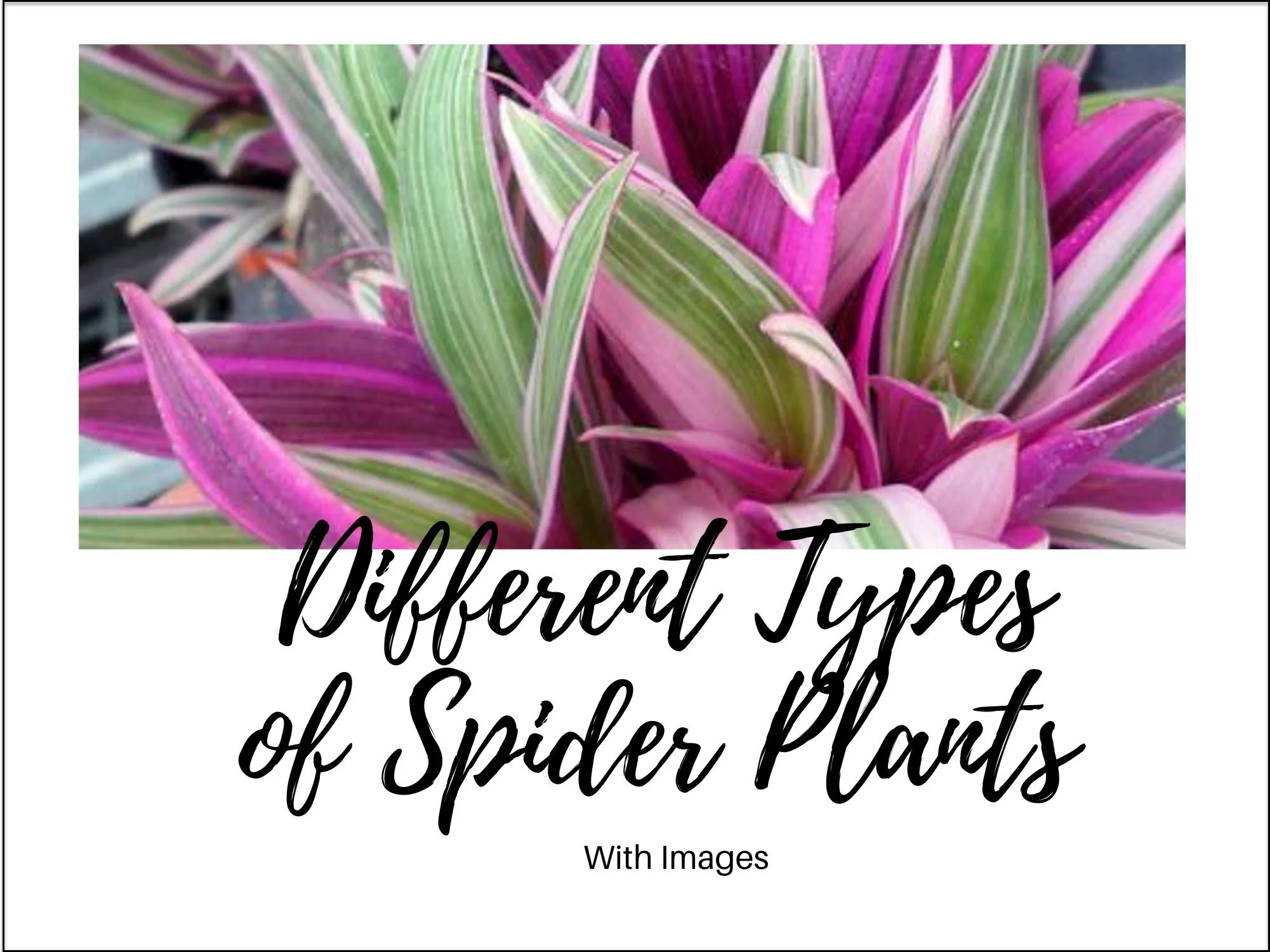 types of spider plants