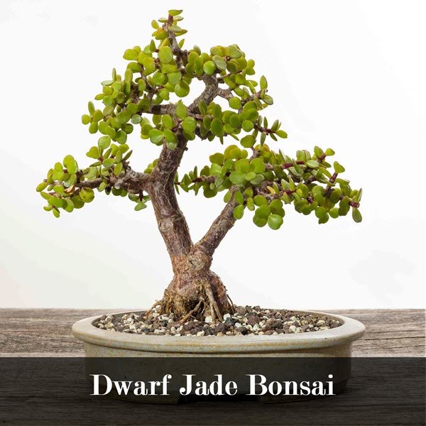 types of indoor bonsai trees