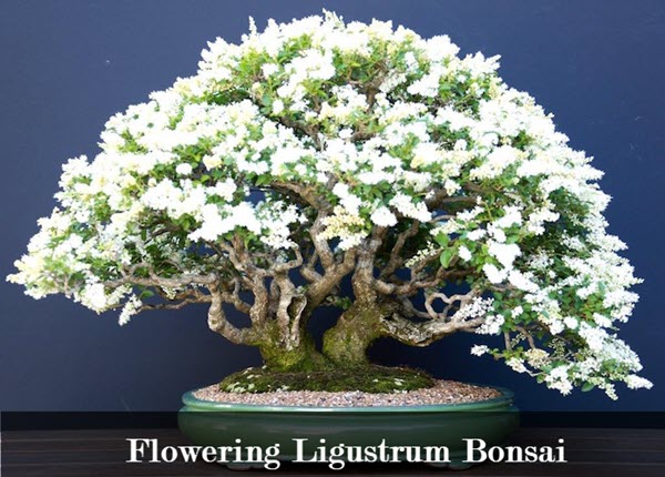 types of indoor bonsai trees