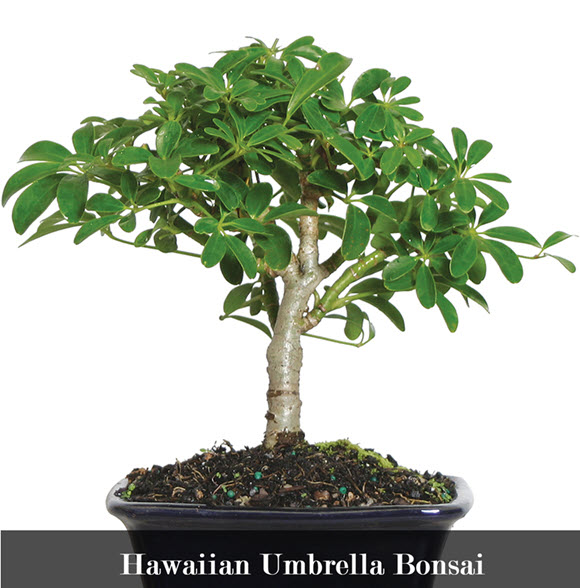 types of indoor bonsai trees