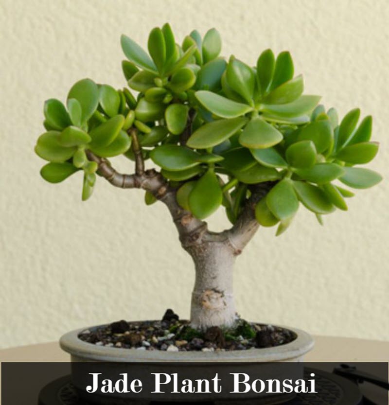 types of indoor bonsai trees