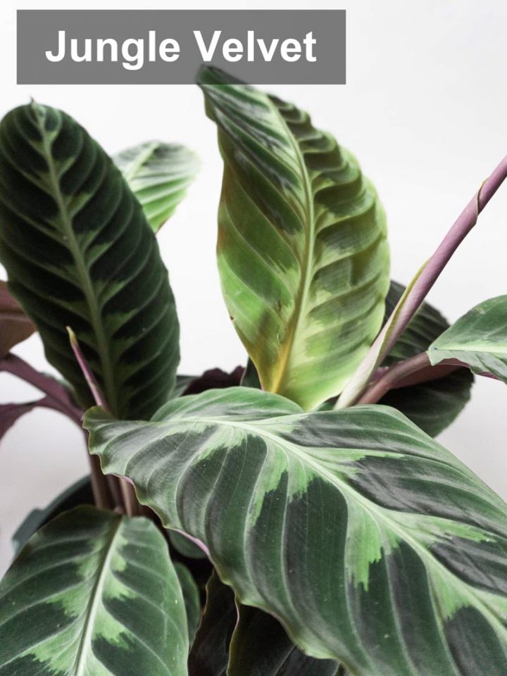 types of calathea