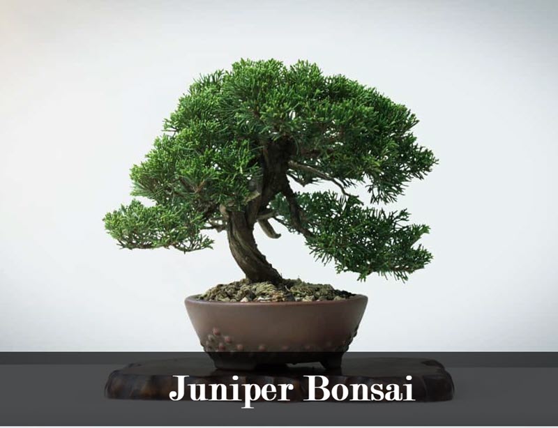 types of indoor bonsai trees