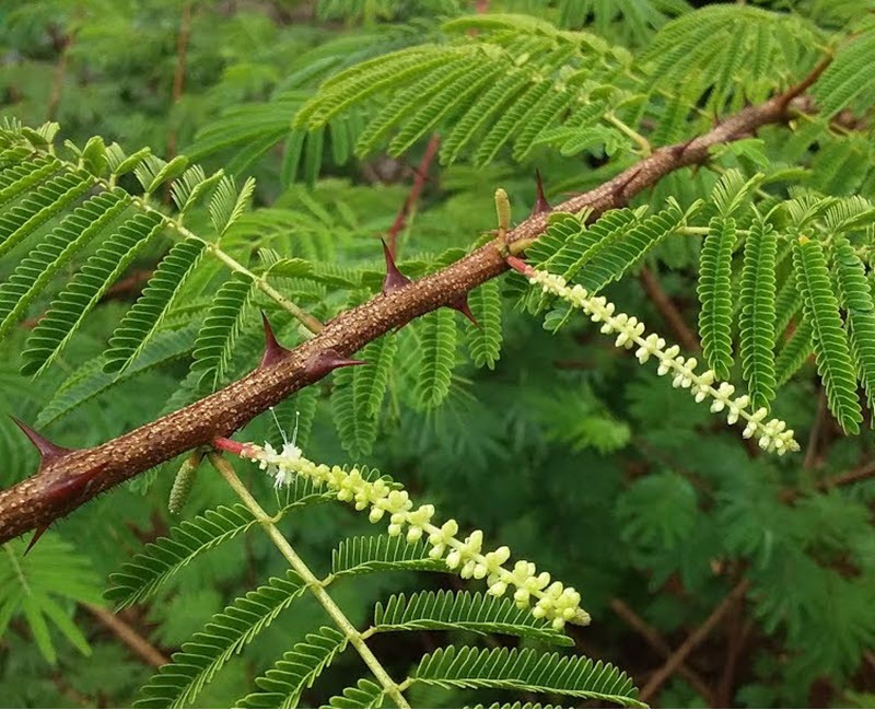 mimosa hostilis root bark powder