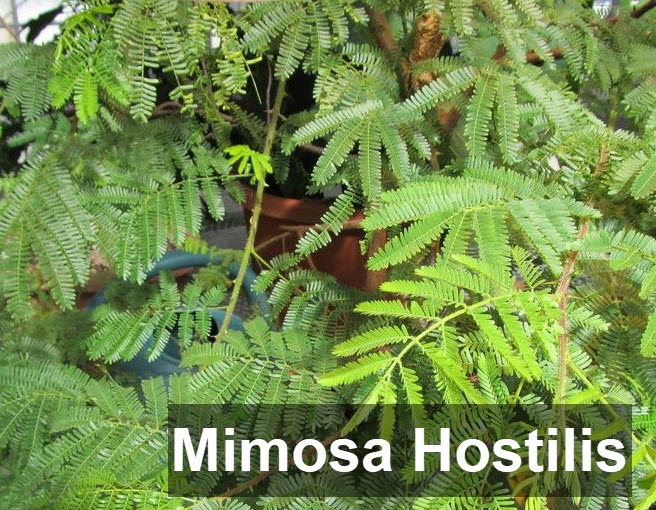 mimosa hostilis root bark powder