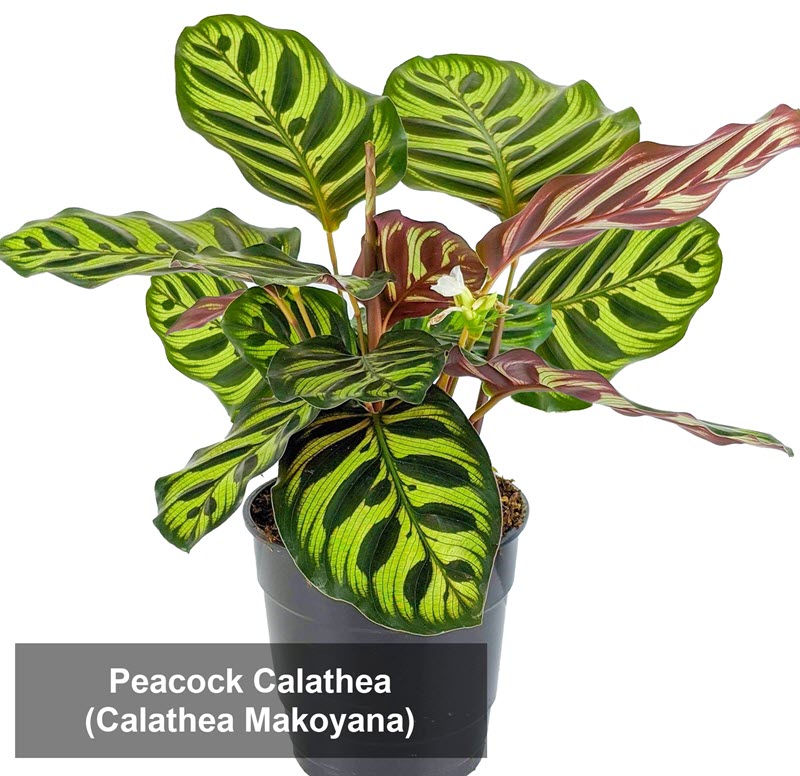 types of calathea