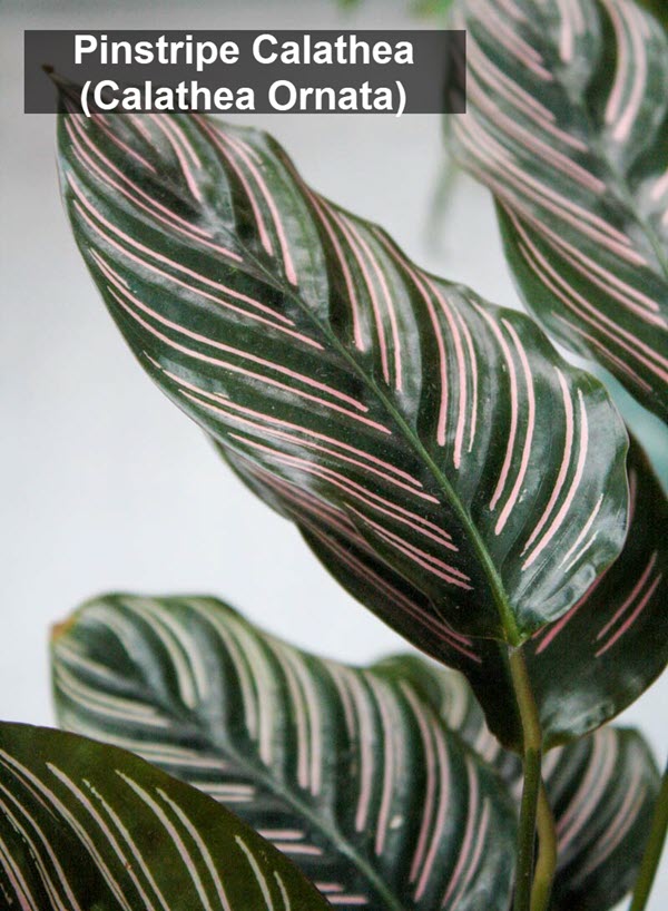 types of calathea