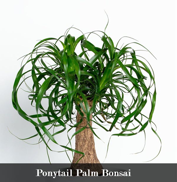 types of indoor bonsai trees