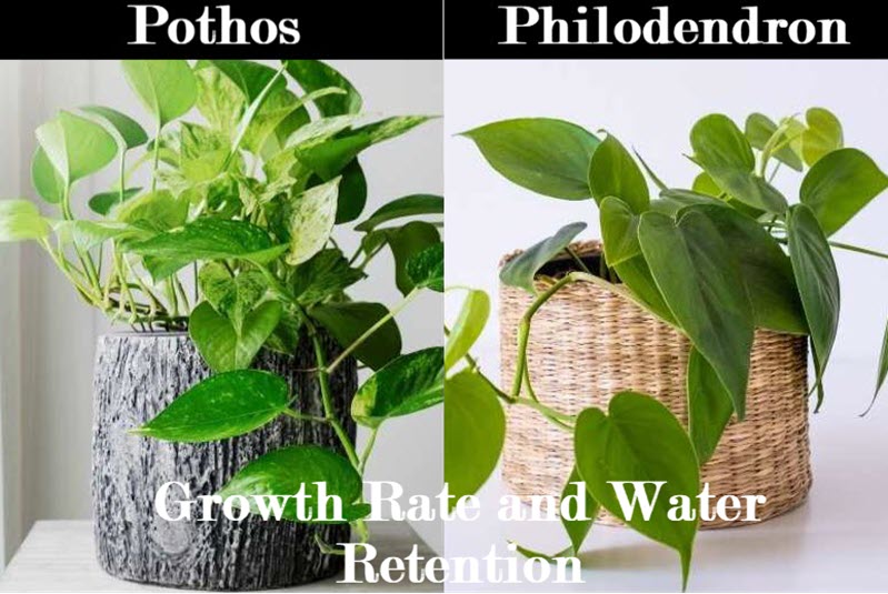 difference between pothos and philodendron