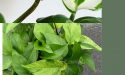 11 Different Types Of Pothos With Images