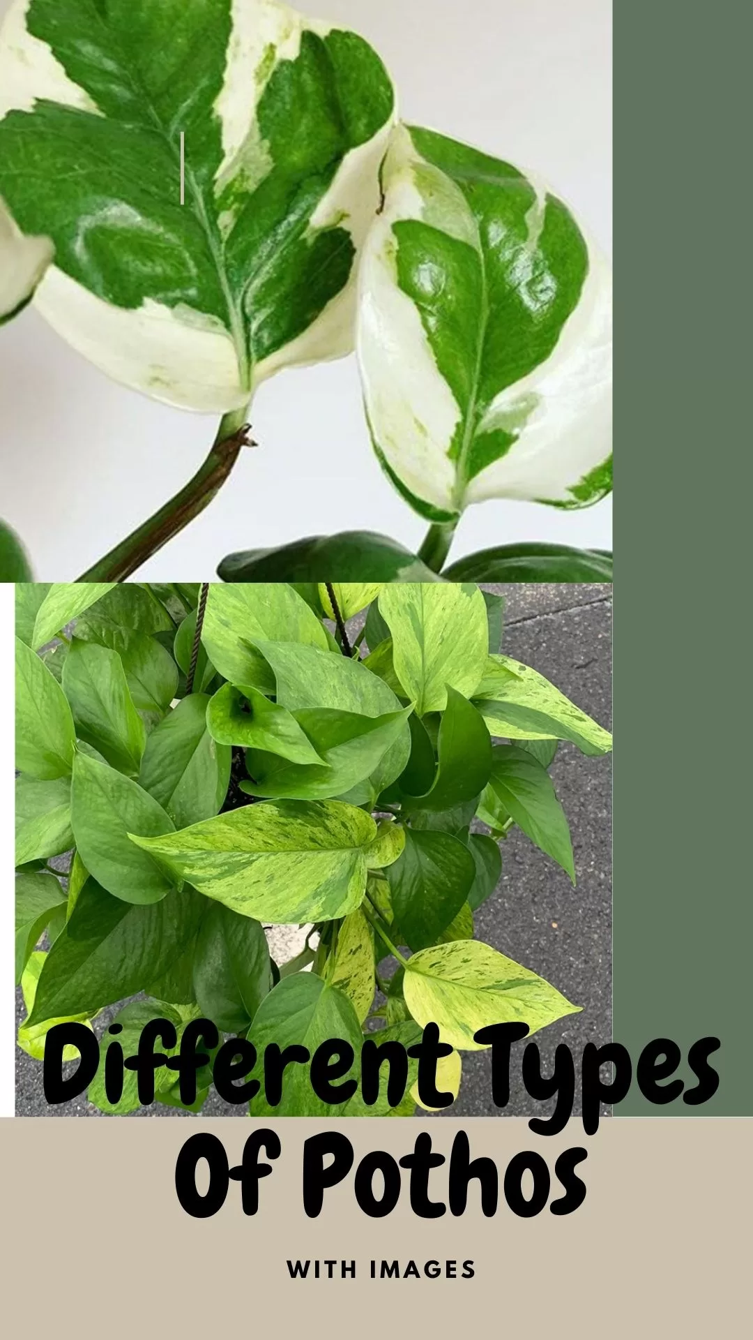 Types Of Pothos