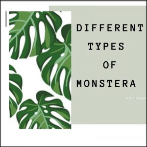 types of monstera