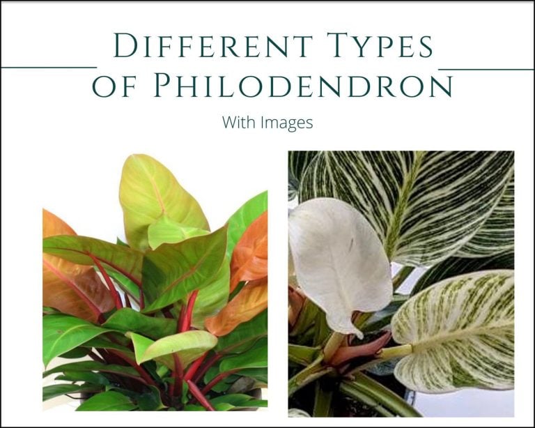 11 Different Types of Philodendron with Images