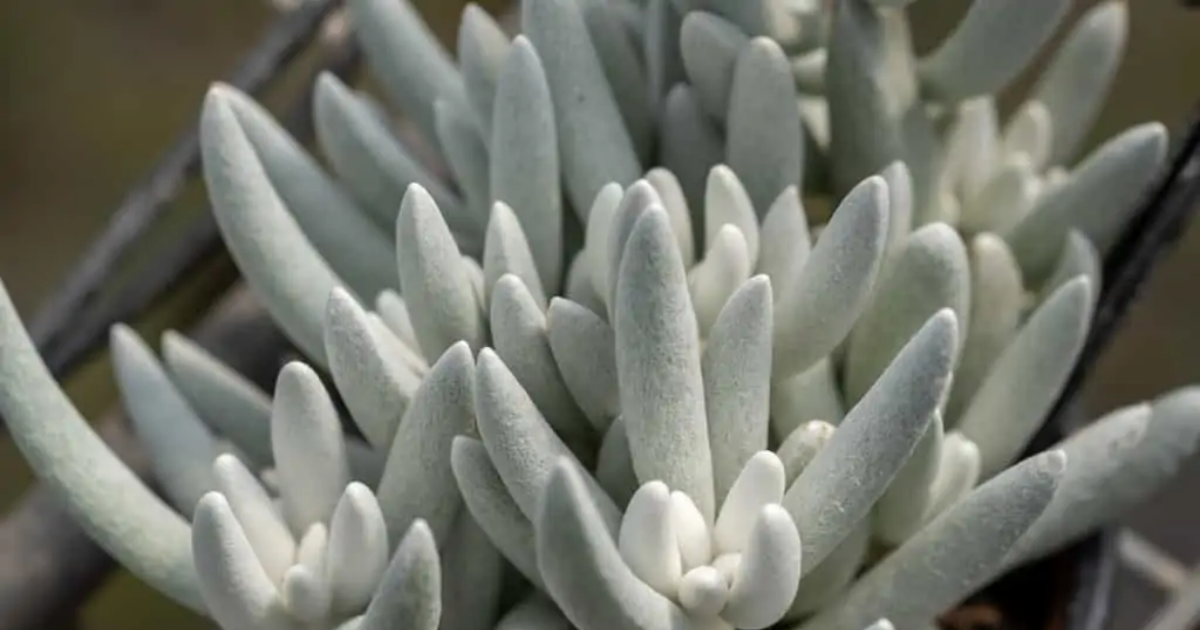 Senecio haworthii