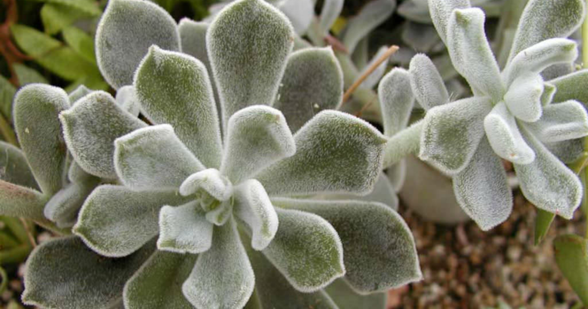 White Chenille Plant