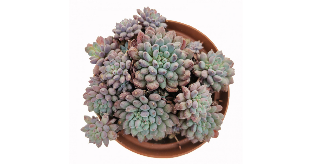 Echeveria Setosa Rundelli