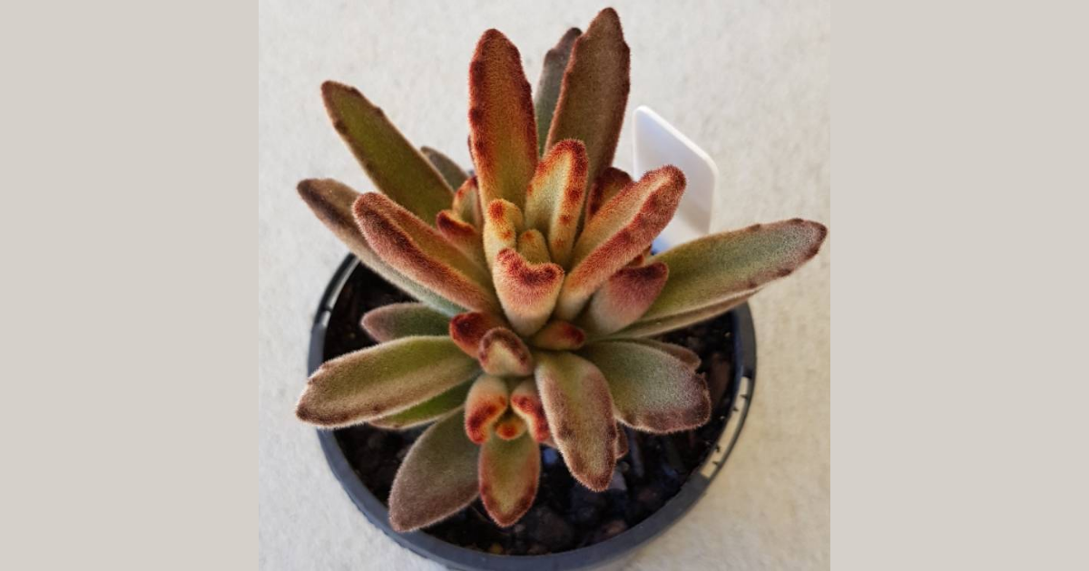 Kalanchoe tomentosa chocolate soldier