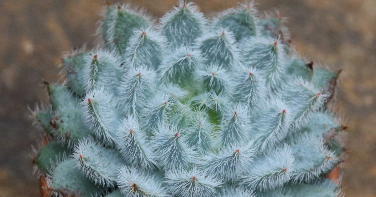 Echeveria Setosa Deminuta