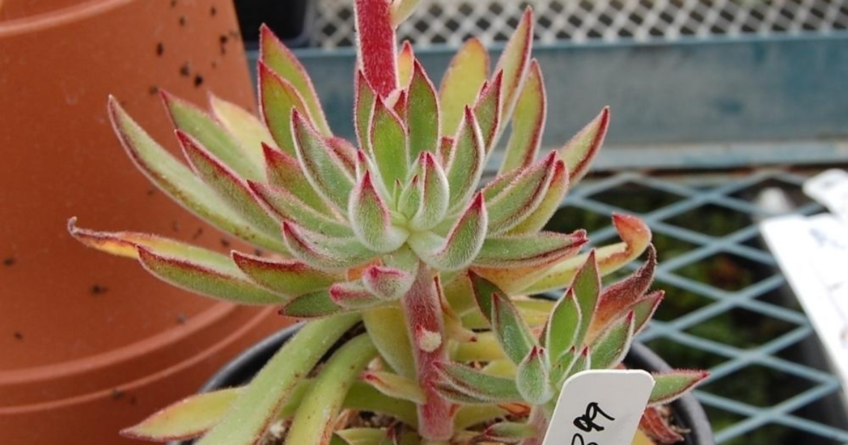 Echeveria setosa (Arrow)