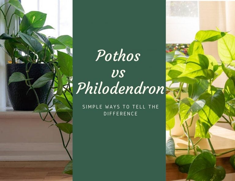 Pothos vs Philodendron: Simple Ways to Tell the Difference