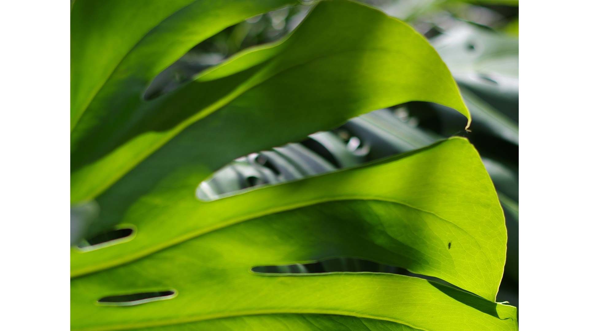 types of monstera