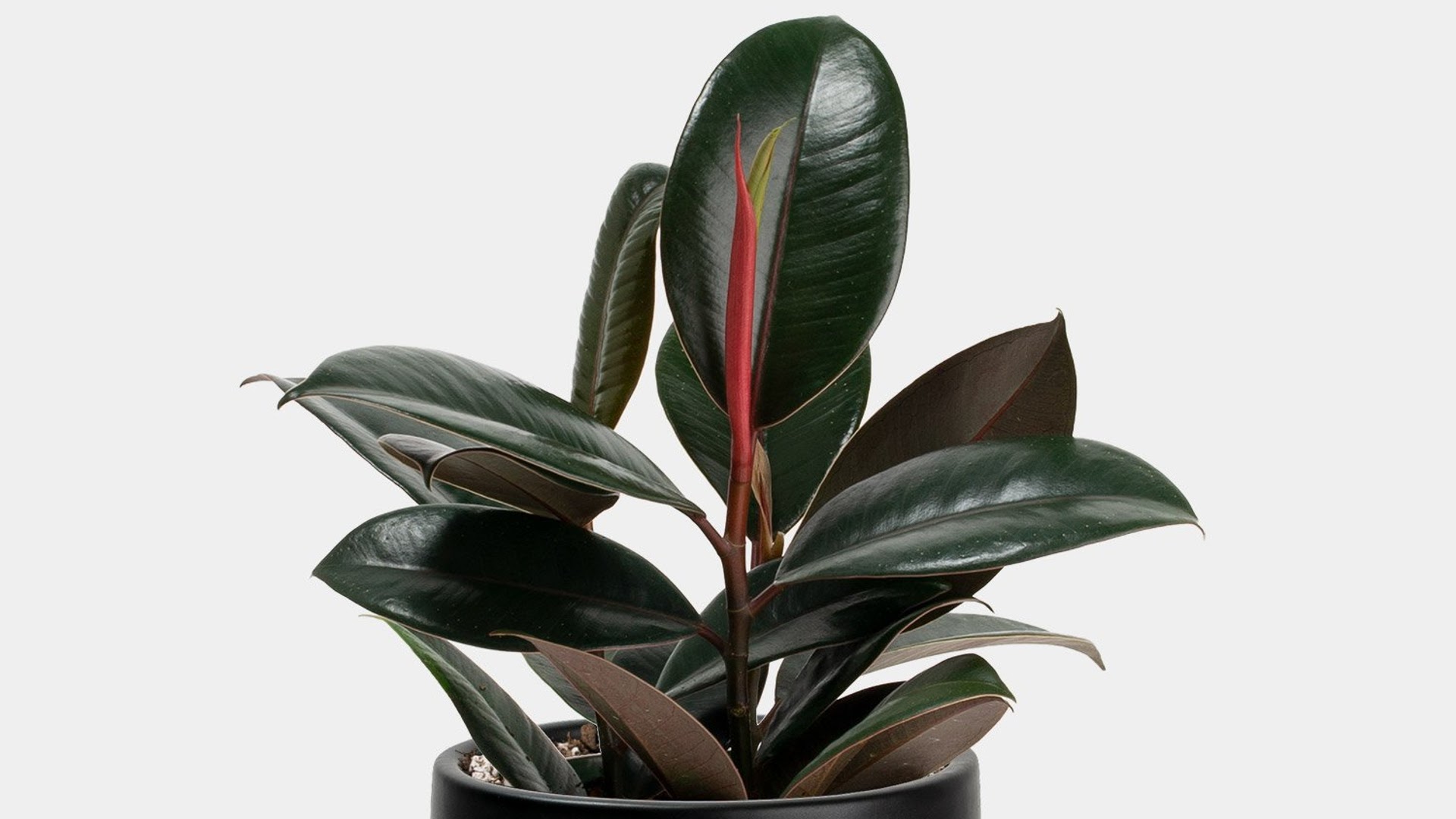 10 Types of Rubber Plants For Your Home