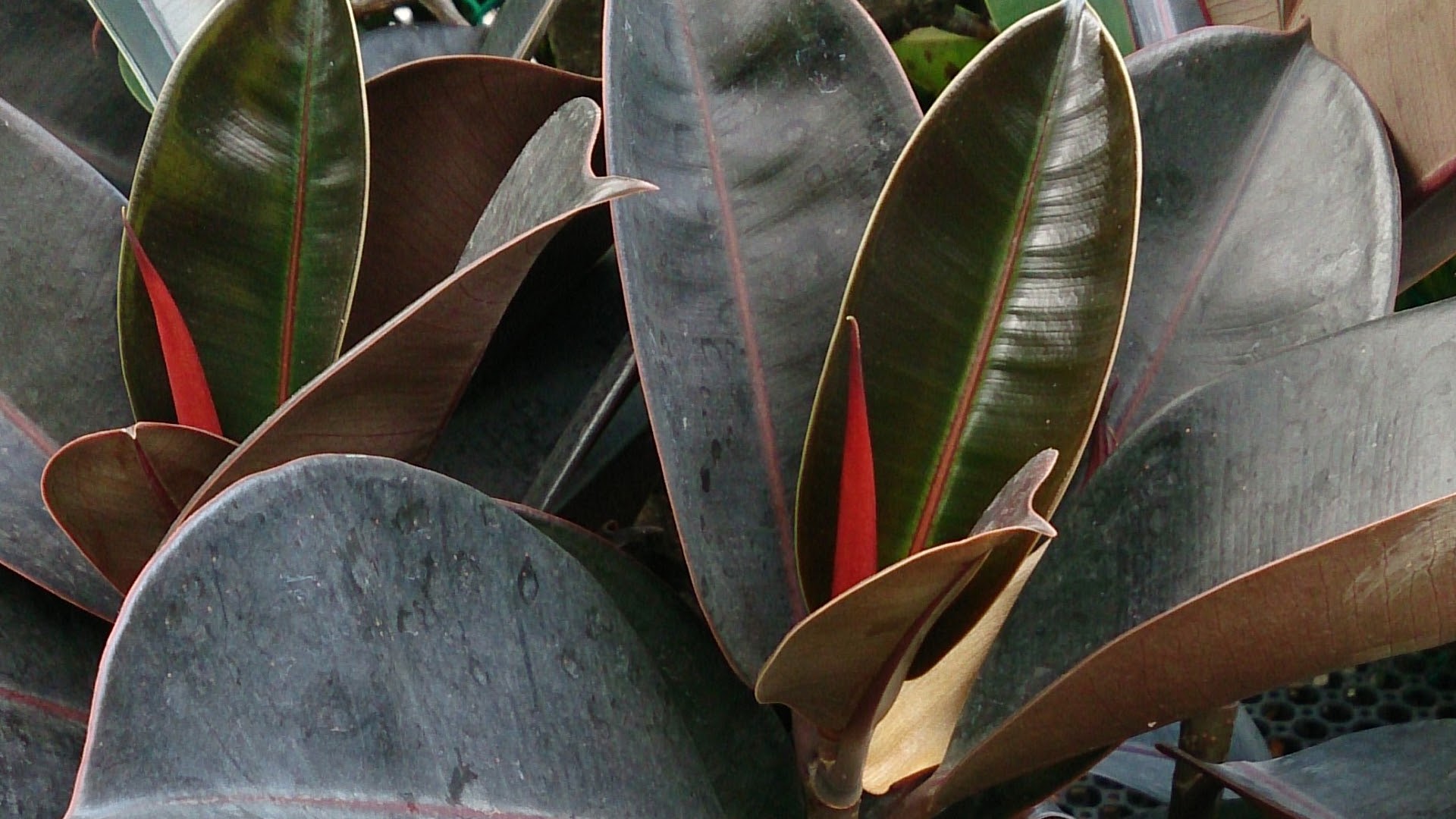 types of rubber plant