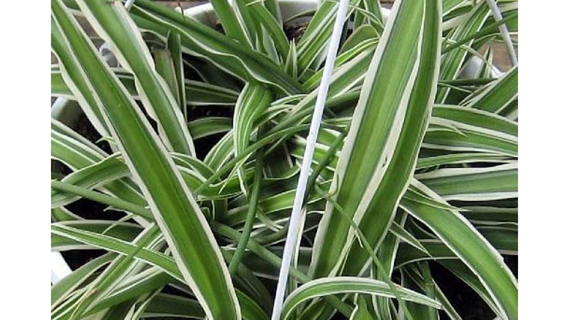  types of spider plants