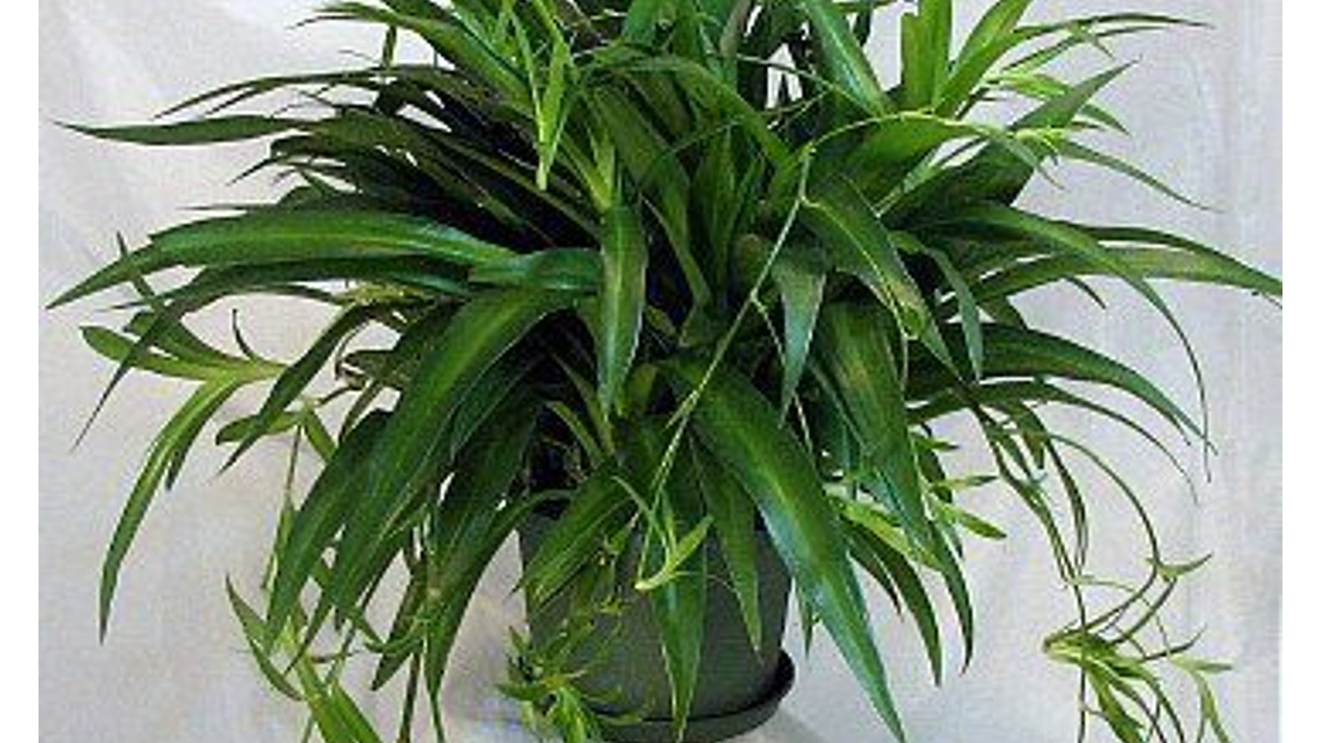  types of spider plants