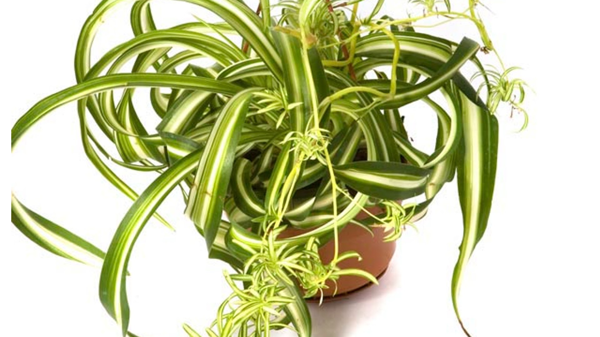  types of spider plants