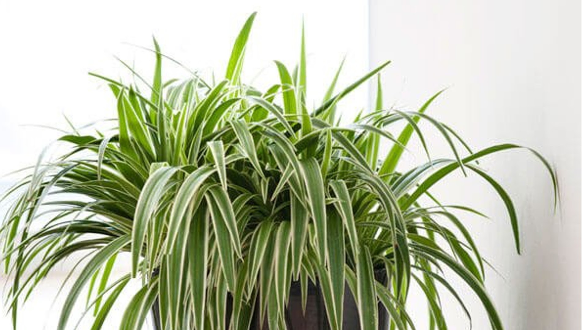 9 Different Types of Spider Plants With Images