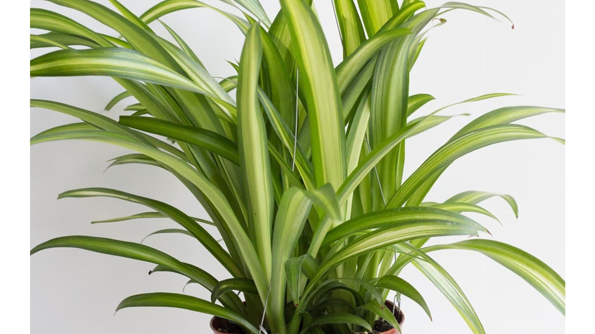  types of spider plants