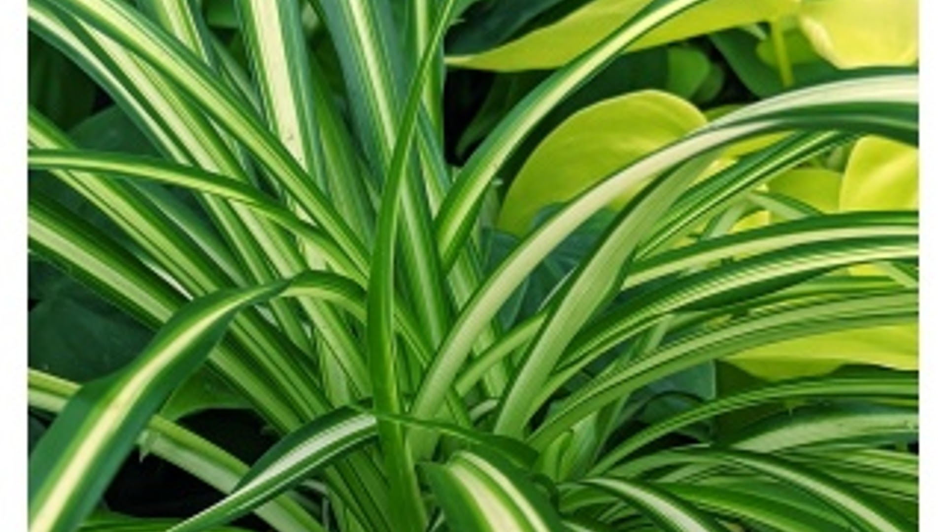 9 Different Types of Spider Plants With Images