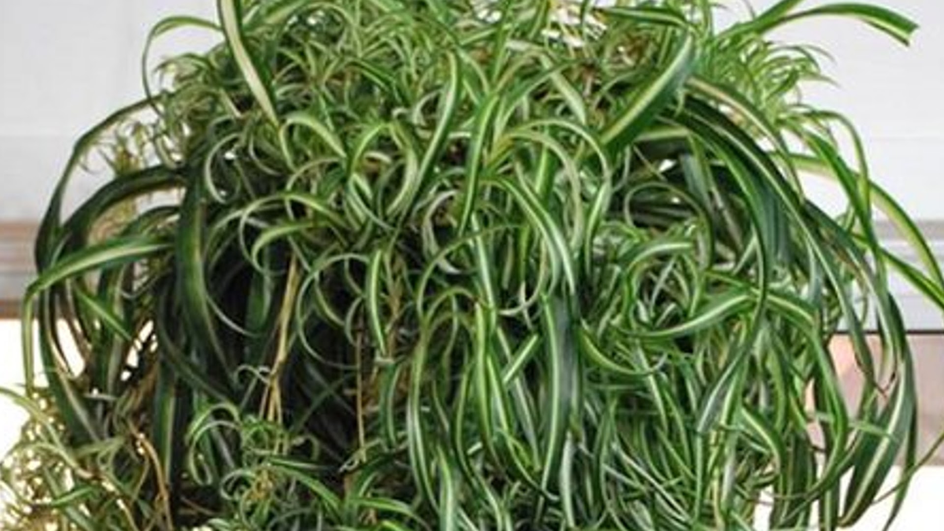  types of spider plants