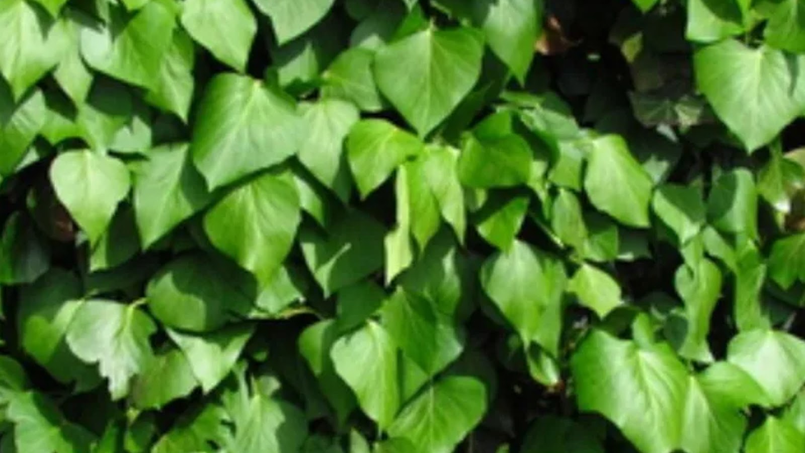 types of ivy plants